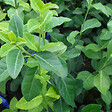 ARBORIX - 6 x Fusain persistant 'Dart's Blanket' - Euonymus Fortunei 'Dart's Blanket'  - godet 9cm x 9cm - vignette
