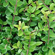 ARBORIX - 2 x Chèvrefeuille à feuilles de buis 'Elegant' - Lonicera nitida 'Elegant'  - 40-50 cm pot - vignette