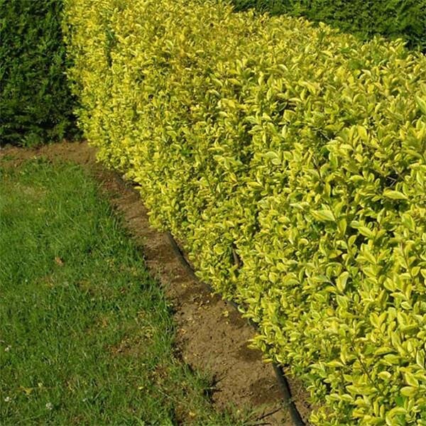 ARBORIX - 2 x Troène de Californie 'Aureum' - Ligustrum Ovalifolium 'Aureum'  - 40-50 cm pot - large
