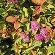 ARBORIX - 2 x Spirée Japonaise 'Firelight' - Spiraea japonica 'Firelight'  - 25-30 cm pot - vignette