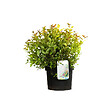 ARBORIX - 2 x Spirée Japonaise 'Firelight' - Spiraea japonica 'Firelight'  - 25-30 cm pot - vignette