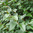 ARBORIX - 2 x Troène de Californie - Ligustrum Ovalifolium  - 60-80 cm pot - vignette