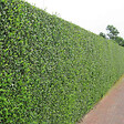 ARBORIX - 2 x Troène de Californie - Ligustrum Ovalifolium  - 60-80 cm pot - vignette