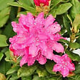 ARBORIX - Rhododendron 'Rocket' - Rhododendron 'Rocket'  - 40-50 cm pot - vignette