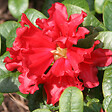 ARBORIX - 2 x Rhododendron 'Scarlet Wonder' - Rhododendron 'Scarlet Wonder'  - 20-30 cm pot - vignette