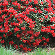 ARBORIX - 2 x Rhododendron 'Scarlet Wonder' - Rhododendron 'Scarlet Wonder'  - 20-30 cm pot - vignette