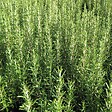 ARBORIX - 2 x Romarin officinal - Rosmarinus Officinalis  - 25-30 cm pot - vignette