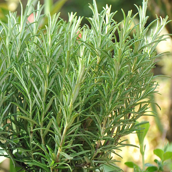 ARBORIX - 2 x Romarin officinal - Rosmarinus Officinalis  - 25-30 cm pot - large