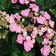 ARBORIX - 2 x Teller 'Messalina' - Hydrangea macrophylla 'Messalina'  - 25-30 cm pot - vignette