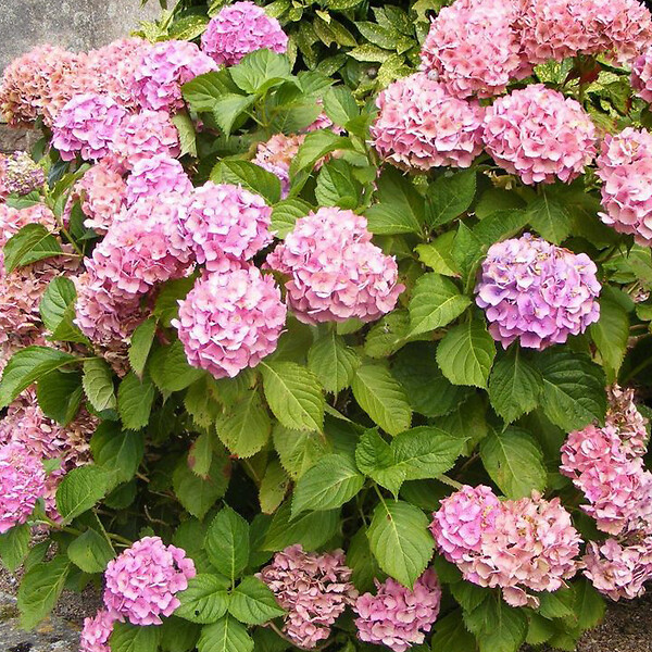 ARBORIX - 2 x Teller 'Messalina' - Hydrangea macrophylla 'Messalina'  - 25-30 cm pot - large