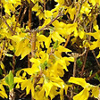 ARBORIX - 2 x Mimosa de Paris 'Minigold' - Forsythia intermedia 'Minigold'  - 50-60 cm pot - vignette