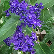 ARBORIX - 2 x Spirée bleue 'Heavenly Blue' - Caryopteris Clandonensis 'Heavenly Blue'  - 25-30 cm pot - vignette