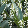 ARBORIX - 2 x Laurier-cerise 'Otto Luyken' - Prunus Laurocerasus 'Otto Luyken'  - 30-40 cm pot - vignette