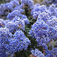 ARBORIX - 2 x Lilas de Californie 'Burkwoodii' - Ceanothus 'Burkwoodii'  - 30-40 cm pot - vignette