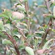 ARBORIX - Fusain ailé - Euonymus Alatus  - 60-80 cm pot - vignette
