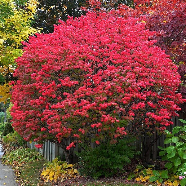 ARBORIX - Fusain ailé - Euonymus Alatus  - 60-80 cm pot - large
