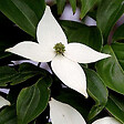 ARBORIX - Cornouiller du Japon - Cornus Kousa  - 50-60 cm pot - vignette