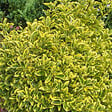 ARBORIX - Fusain du Japon 'Aureomarginatus' - Euonymus japonicus 'Aureomarginatus'  - 60-80 cm pot - vignette