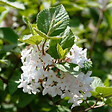 ARBORIX - Viorne obier 'Compactum' - Viburnum Opulus 'Compactum'  - 60-80 cm pot - vignette