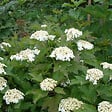 ARBORIX - Viorne obier 'Compactum' - Viburnum Opulus 'Compactum'  - 60-80 cm pot - vignette