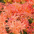 ARBORIX - Andromède 'Forest Flame' - Pieris 'Forest Flame'  - 30-40 cm pot - vignette