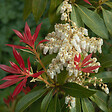 ARBORIX - Andromède 'Forest Flame' - Pieris 'Forest Flame'  - 30-40 cm pot - vignette