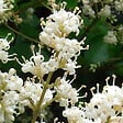 ARBORIX - Troène du Japon 'Rotundifolium' - Ligustrum japonicum 'Rotundifolium'  - 15-20 cm pot - vignette