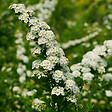 ARBORIX - Spirée du Japon 'Snowmound' - Spiraea Nipponica 'Snowmound'  - 50-60 cm pot - vignette