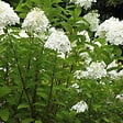 ARBORIX - Hortensia paniculé 'Grandiflora' - Hydrangea Paniculata 'Grandiflora'  - 60-80 cm pot - vignette