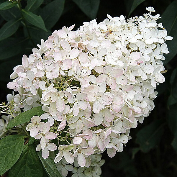 ARBORIX - Hortensia paniculé 'Grandiflora' - Hydrangea Paniculata 'Grandiflora'  - 60-80 cm pot - large