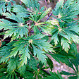 ARBORIX - Érable du Japon à feuilles d'aconit - Acer Japonicum 'Aconitifolium'  - 60-80 cm pot - vignette