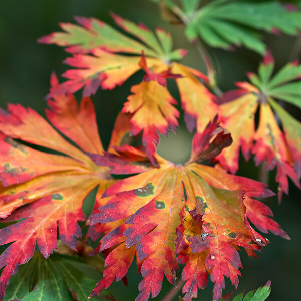 ARBORIX - Érable du Japon à feuilles d'aconit - Acer Japonicum 'Aconitifolium'  - 60-80 cm pot - large