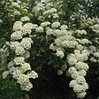 ARBORIX - 2 x Spirée de Vanhoutte - Spiraea Vanhouttei  - 40-60 cm pot - vignette