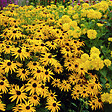 ARBORIX - 6 x Rudbeckia fulgida deammi - Rudbeckia fulgida deamii  - godet 9cm x 9cm - vignette
