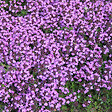 ARBORIX - 6 x Thym précoce 'Coccineus' - Thymus praecox 'Coccineus'  - godet 9cm x 9cm - vignette