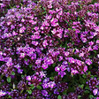 ARBORIX - 6 x Thym précoce 'Coccineus' - Thymus praecox 'Coccineus'  - godet 9cm x 9cm - vignette