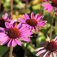 ARBORIX - 6 x Rudbeckia pourpre 'Little Magnus'® - Echinacea purpurea 'Little Magnus'®  - godet 9cm x 9cm - vignette