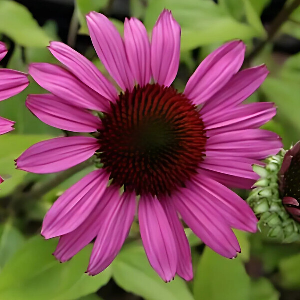 ARBORIX - 6 x Rudbeckia pourpre 'Little Magnus'® - Echinacea purpurea 'Little Magnus'®  - godet 9cm x 9cm - large