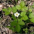 ARBORIX - 6 x Fraisier des bois - Fragaria vesca  - godet 9cm x 9cm - vignette