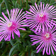 ARBORIX - 6 x Pourpier de Cooper - Delosperma cooperi  - godet 9cm x 9cm - vignette