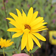 ARBORIX - 6 x Soleil vivace - Helianthus 'Atrorubens'  - godet 9cm x 9cm - vignette
