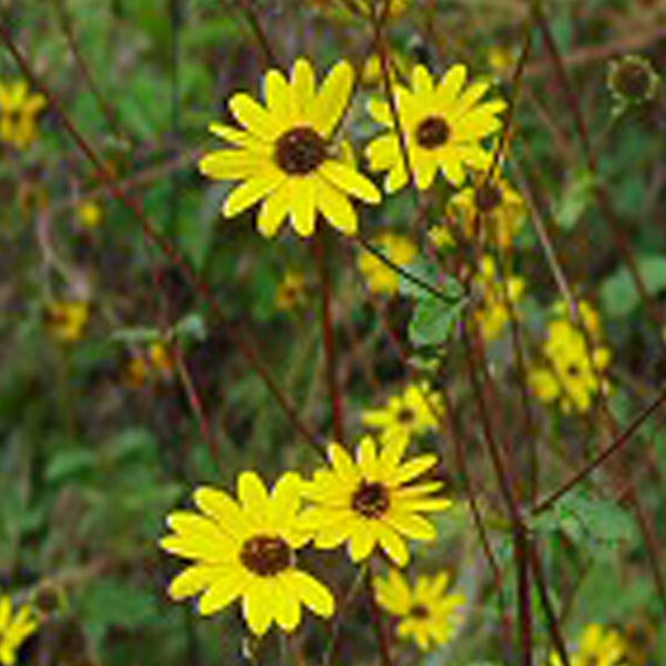 ARBORIX - 6 x Soleil vivace - Helianthus 'Atrorubens'  - godet 9cm x 9cm - large