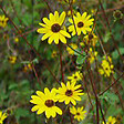 ARBORIX - 6 x Soleil vivace - Helianthus 'Atrorubens'  - godet 9cm x 9cm - vignette