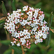 ARBORIX - Viorne du Burkwood - Viburnum burkwoodii 'Anne Russell'  - 50-60 cm pot - vignette