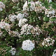 ARBORIX - Viorne du Burkwood - Viburnum burkwoodii 'Anne Russell'  - 50-60 cm pot - vignette
