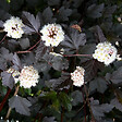 ARBORIX - 2 x Physocarpe à feuilles d'Obier - Physocarpus opulifolius 'Red Baron'  - 30-40 cm pot - vignette
