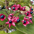 ARBORIX - Arbre du clergé - Clerodendrum Trichotomum  - 40-50 cm pot - vignette