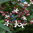 ARBORIX - Arbre du clergé - Clerodendrum Trichotomum  - 40-50 cm pot - vignette