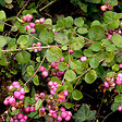 ARBORIX - 2 x Symphorine 'Amethyst' - Symphoricarpos doorenbos 'Amethyst'  - 50-60 cm pot - vignette