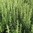 ARBORIX - Romarin officinal - Rosmarinus Officinalis  - 50-60 cm pot - vignette